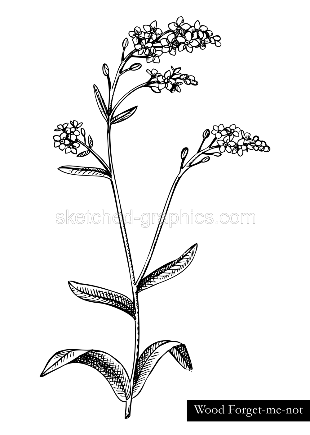 Hand drawn summer flower sketch. Woodland forget-me-not vector illustration. Wildflower drawing isolated on white background. Flowering plant with blue flowers. Floral design element in engraved style Illustration
